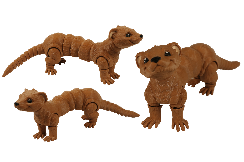 Ferret